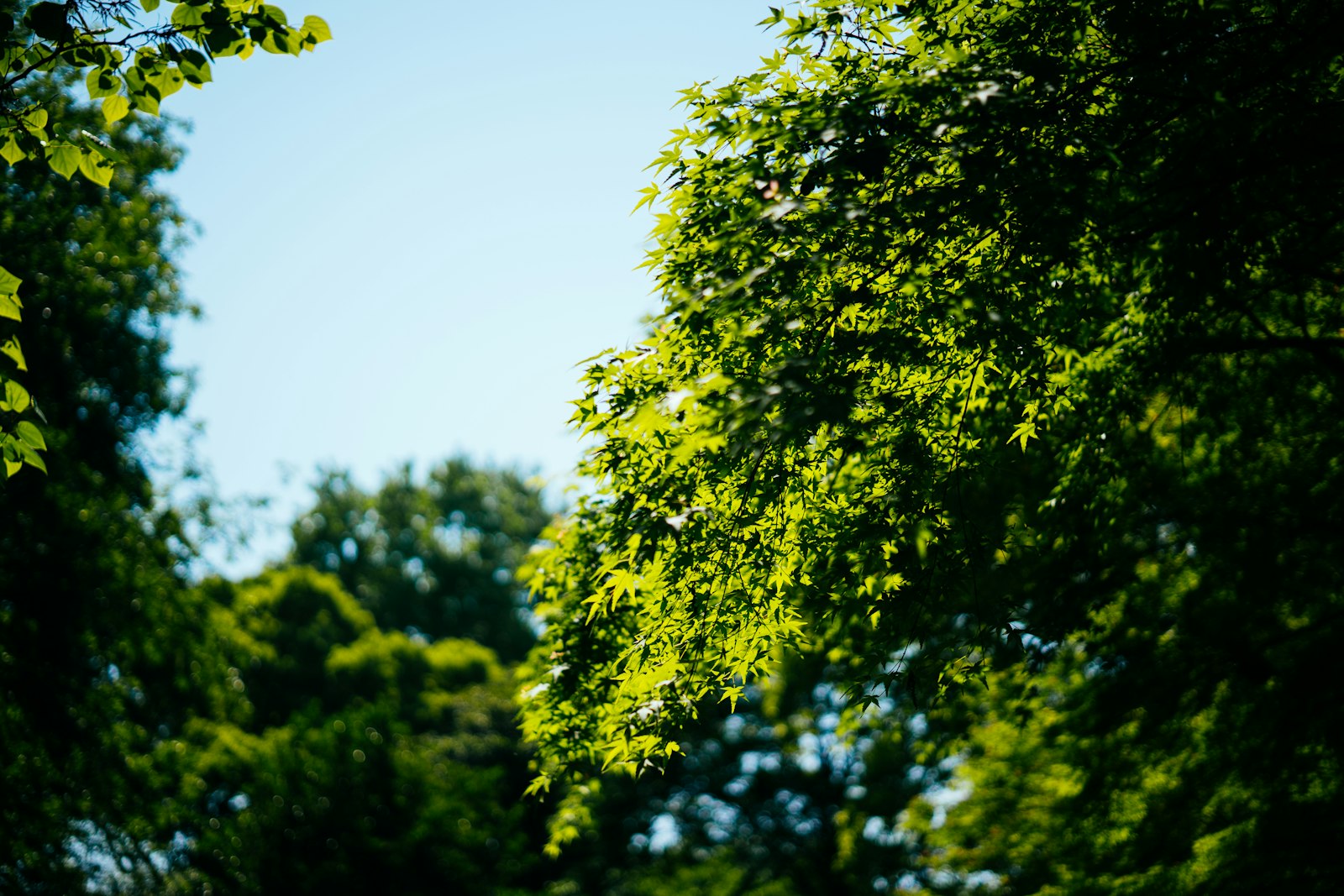 Sony a7R II + E 50mm F2 sample photo. Green trees during daytime photography