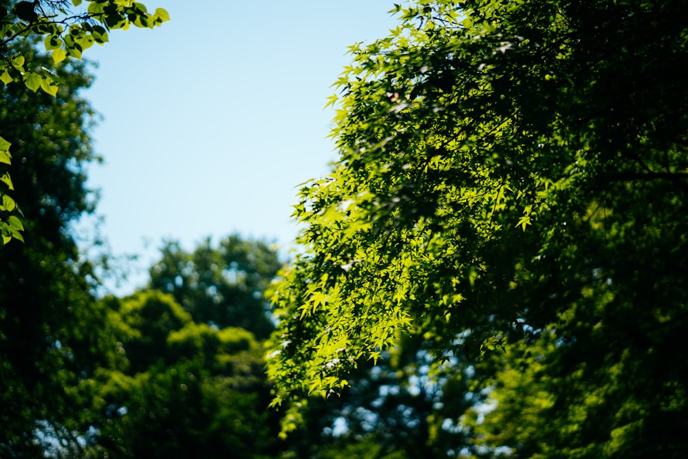 Árboles verdes durante el día