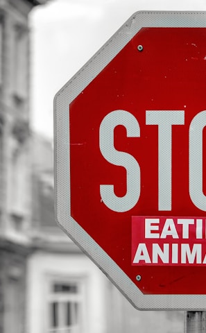 selective color of Stop eating animals signage