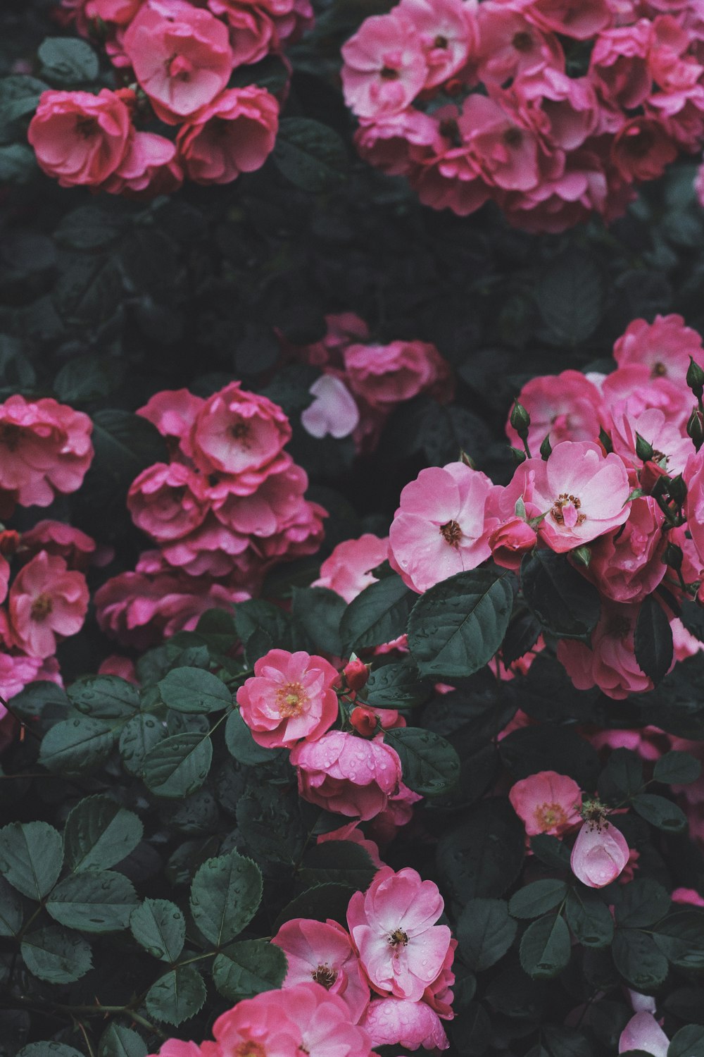 pink petaled flowers blooming at daytime