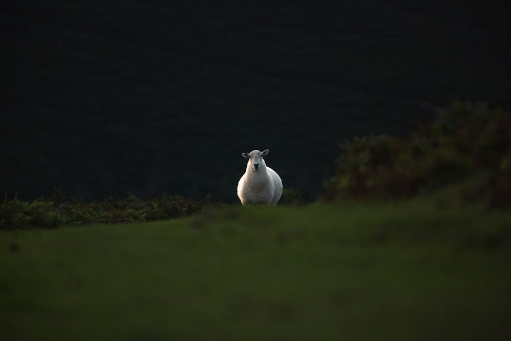 mouton blanc courant sur un champ d’herbe