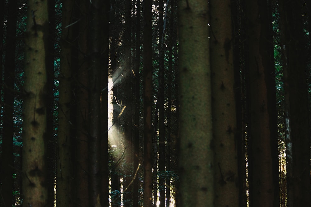 a forest filled with lots of tall trees