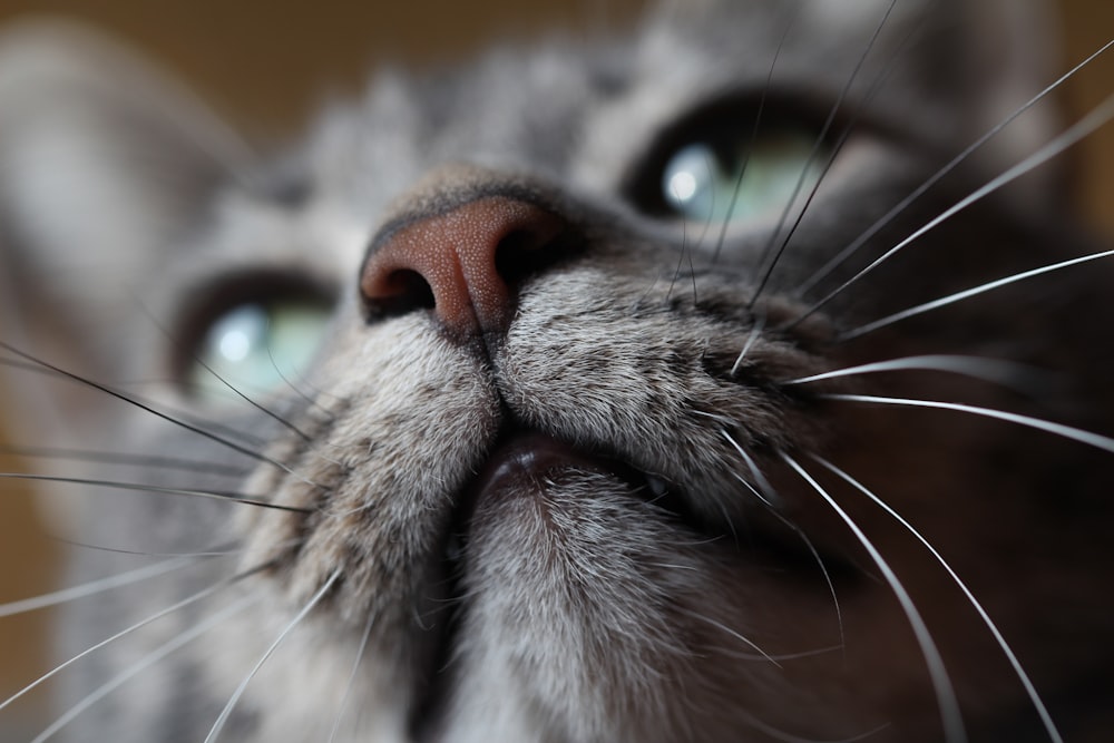 silver tabby cat closeup photo