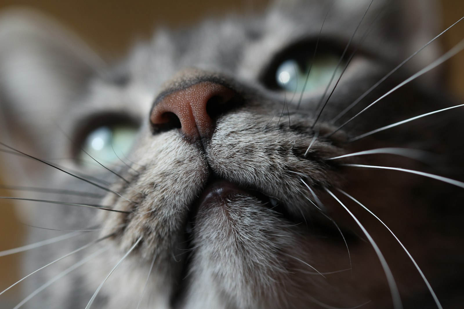 Canon EOS 650D (EOS Rebel T4i / EOS Kiss X6i) + Canon EF 100mm F2.8L Macro IS USM sample photo. Silver tabby cat closeup photography