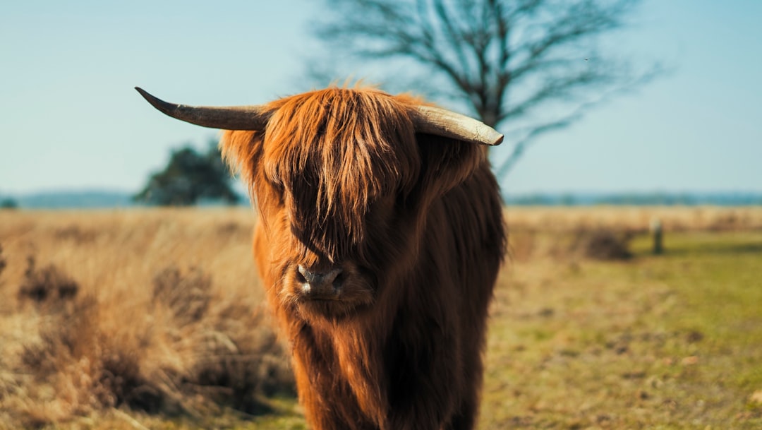 Travel Tips and Stories of Speulderveld in Netherlands