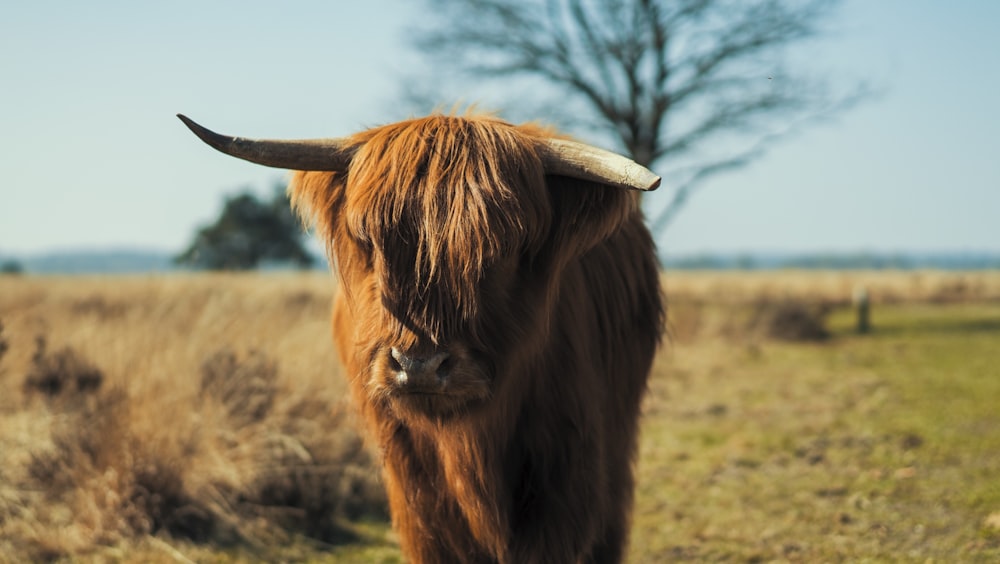 brown yak on grass