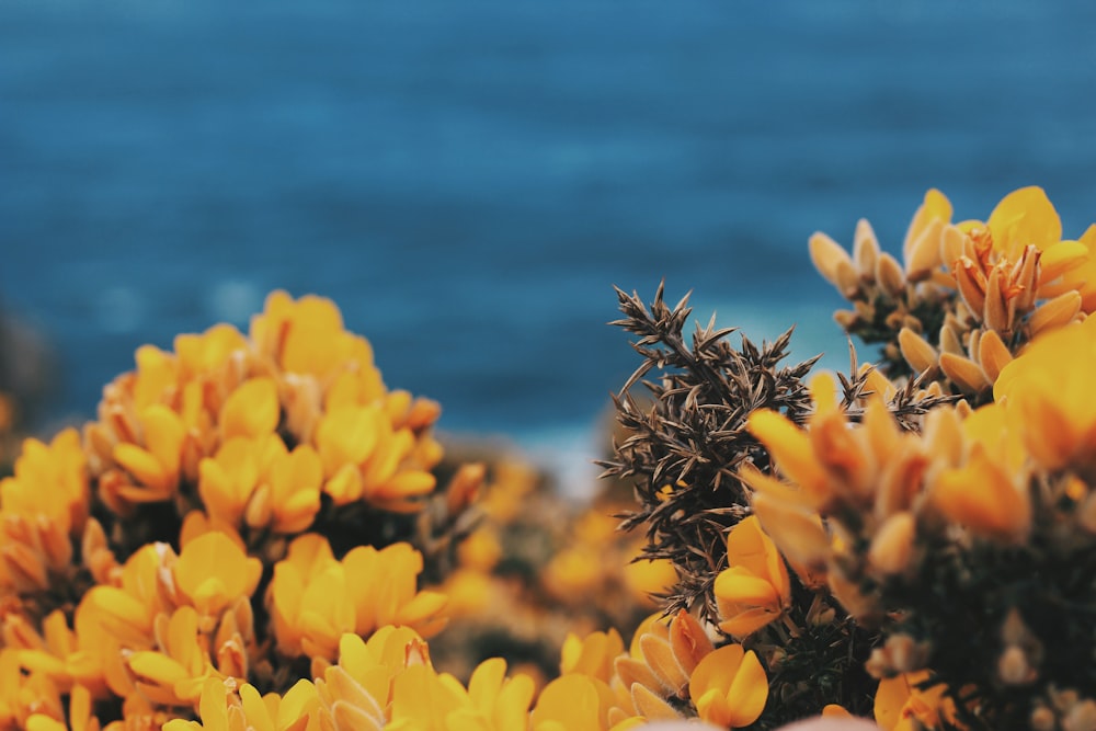 yellow petaled flowers