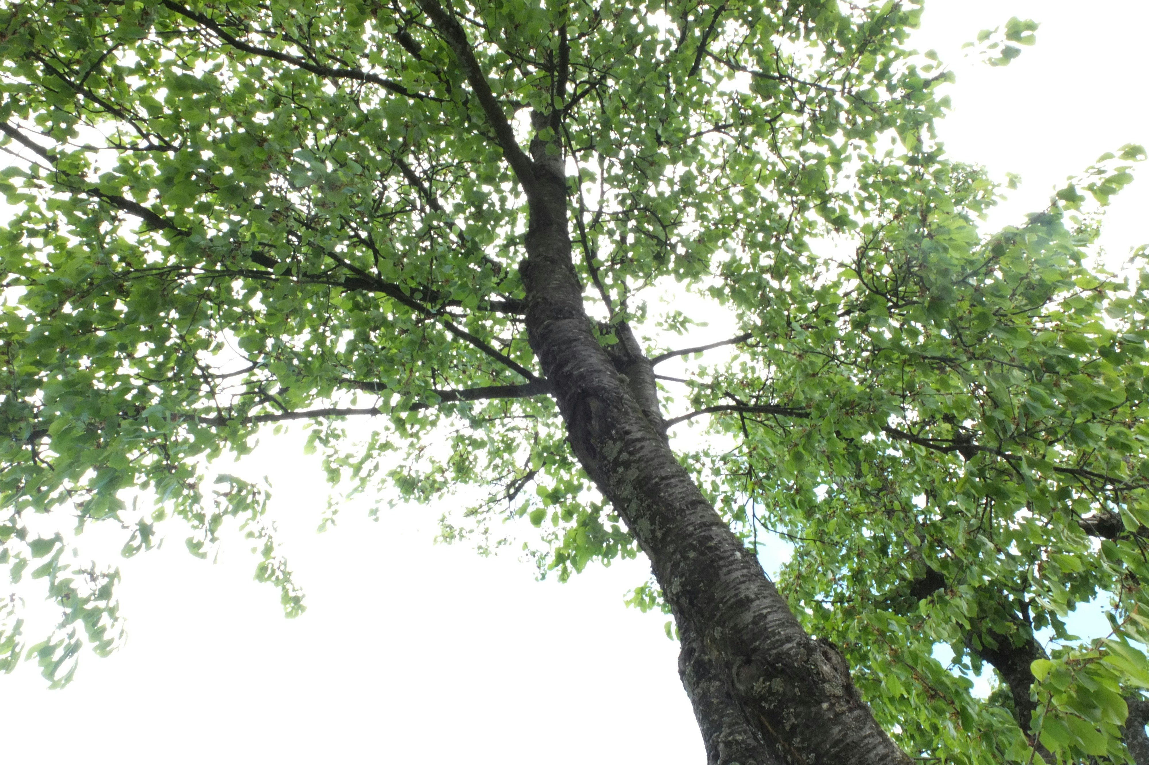 Free Unsplash photo from Baptiste Robert