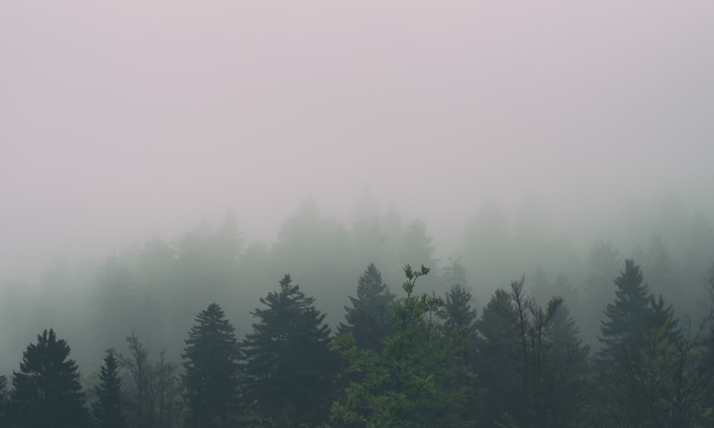 Forêt recouverte de brouillard