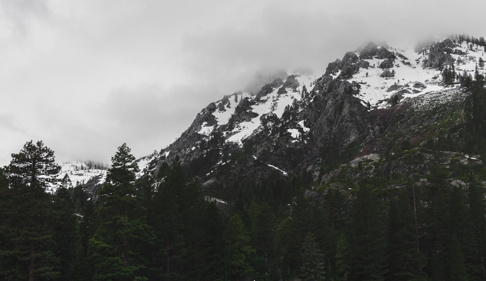 green trees near snow covered mountain during daytime