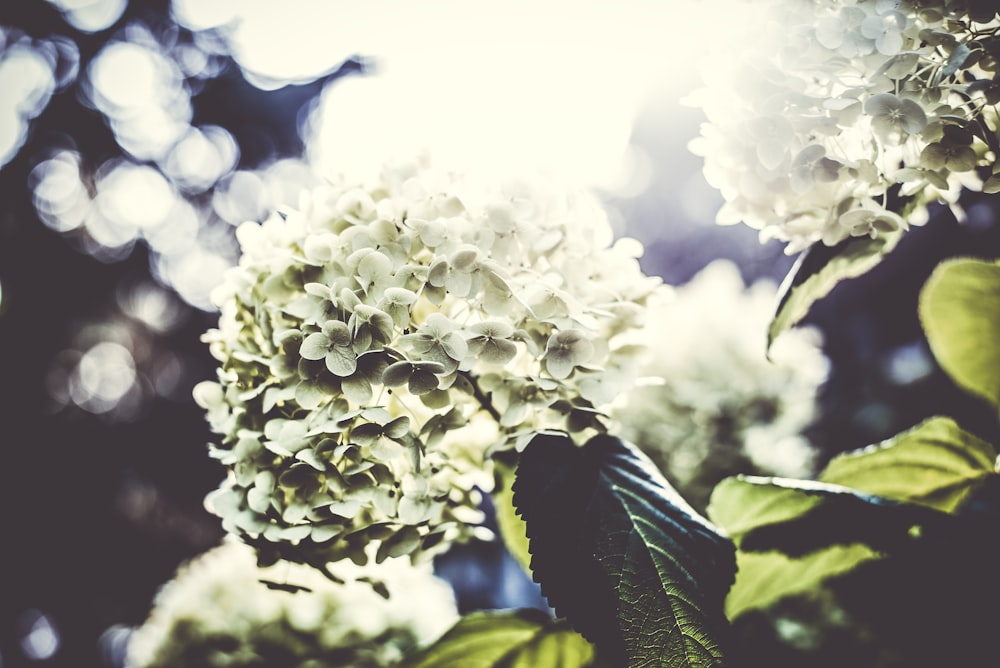 flores de pétalos blancos con hojas verdes