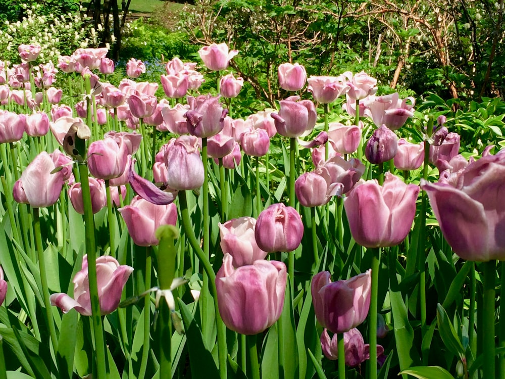 A field of pink tulips.