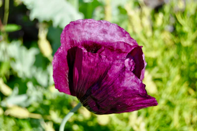 Artistic photo of a vibrant purple flower against a simple blurred background.