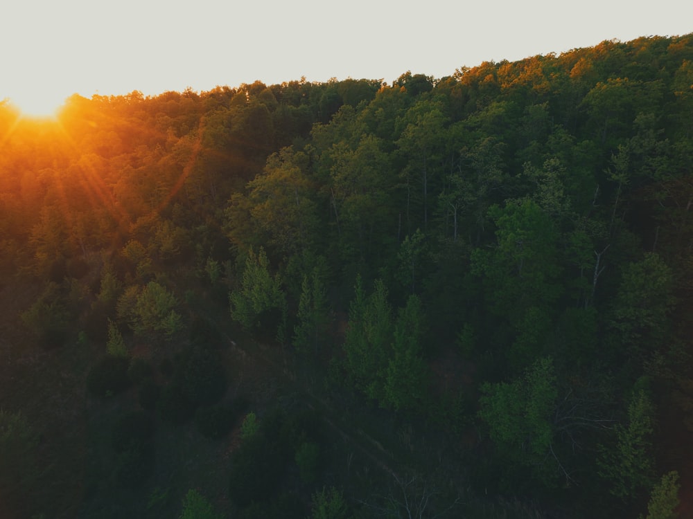 photo of green leafed trees