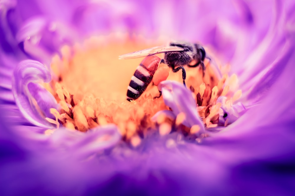 schwarze und weiße Biene auf gelber und violetter Blume