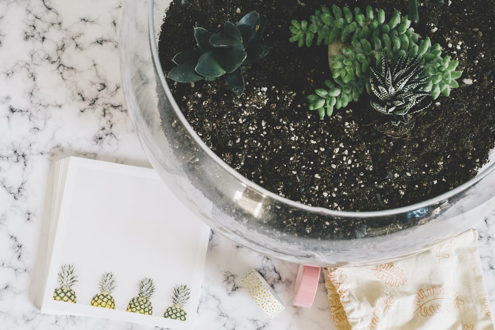 green succulents on clear glass pot