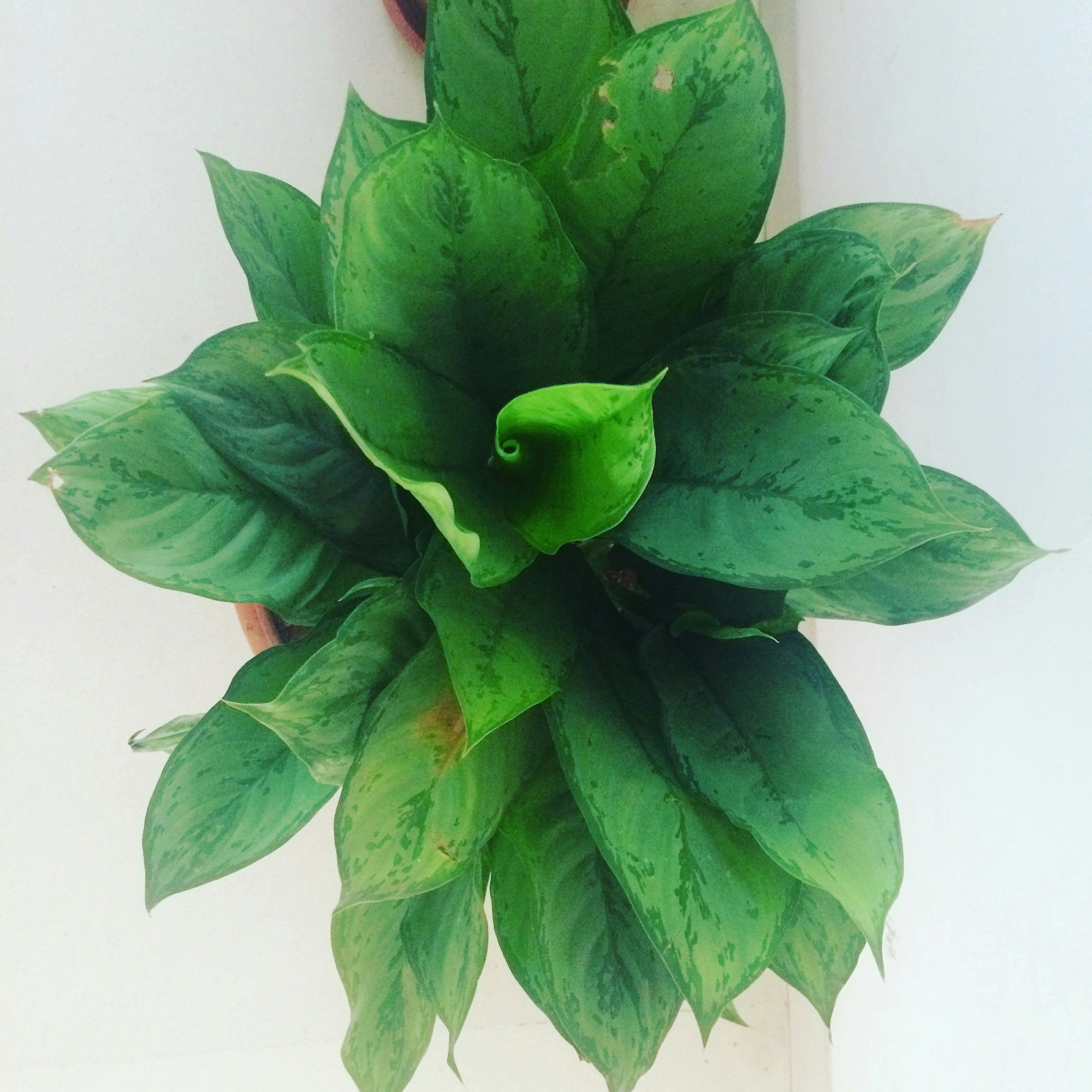 Free Unsplash photo from Supreet Singh