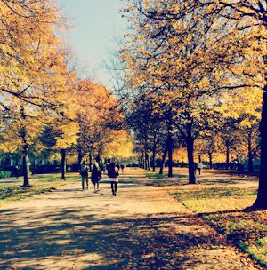Guests enjoying a guided trek along a forest trail surrounded by vibrant autumn foliage.