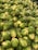A large pile of fresh brussels sprouts, piled on a bed of crushed ice. The vegetables are bright green and glistening, indicating freshness and moisture.