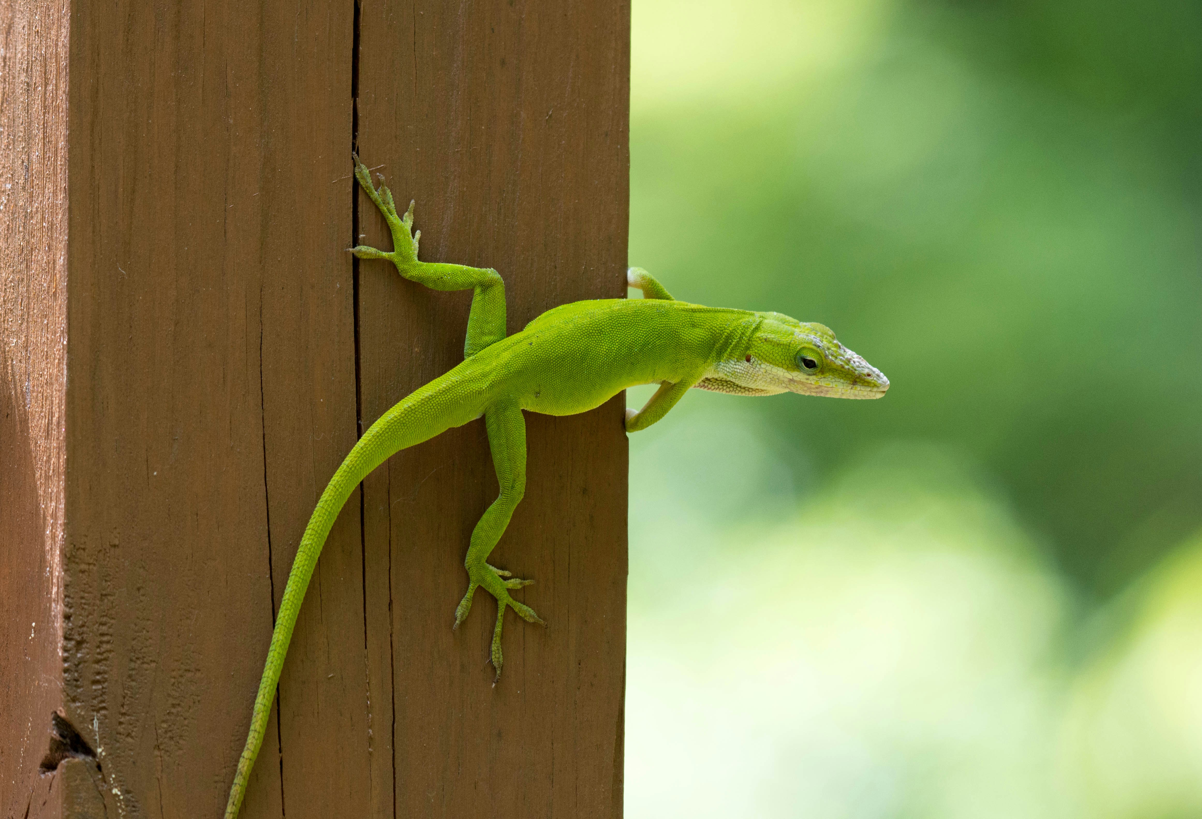 Free Unsplash photo from David Lantrip