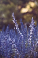 selective focus photography of purple flower field