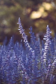 selective focus photography of purple flower field