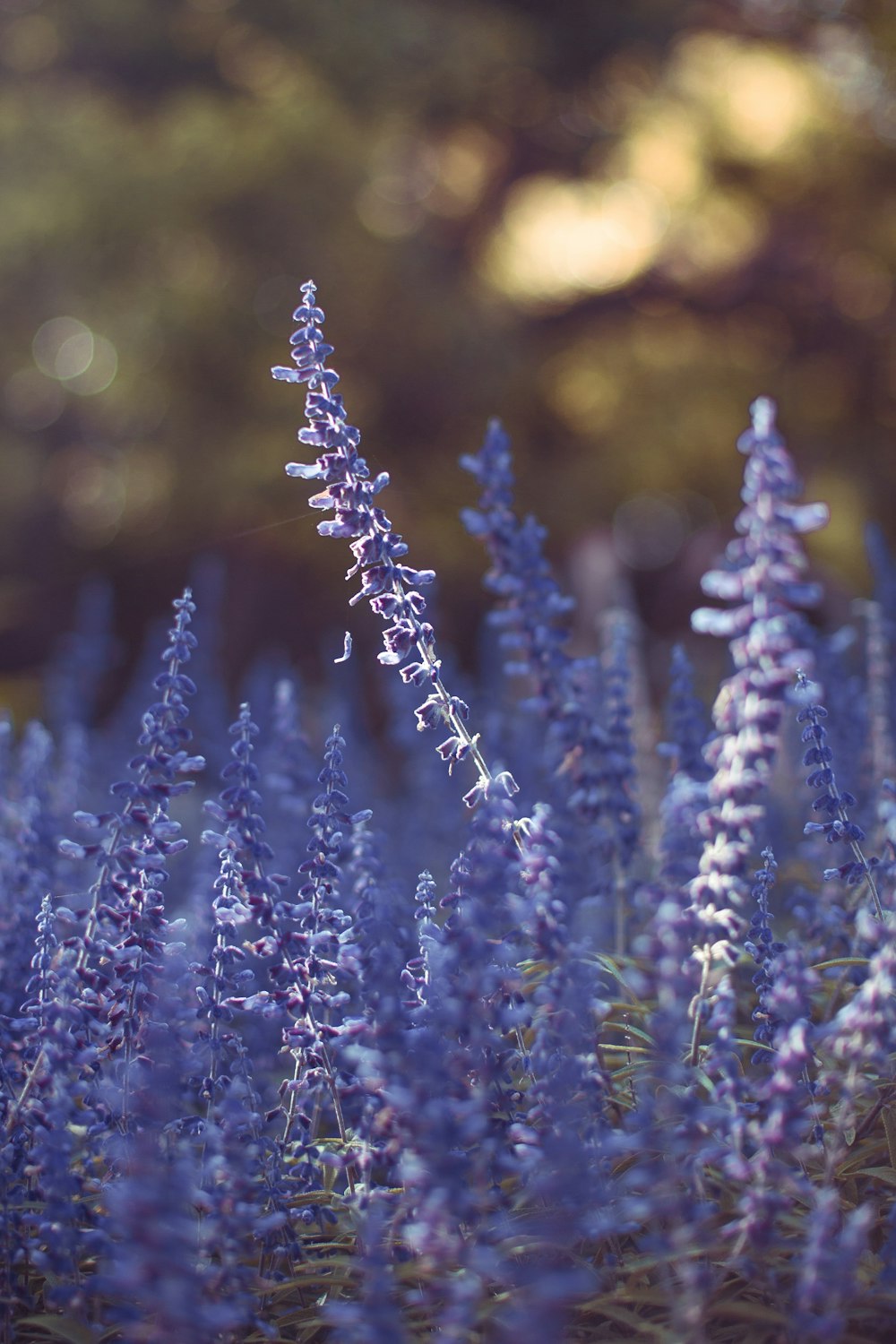 selective focus photography of purple flower field