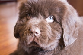 A fluffy brown puppy with soft, thick fur and large, expressive eyes, gazing upward with a calm and gentle demeanor. The background is softly blurred, highlighting the focus on the puppy.