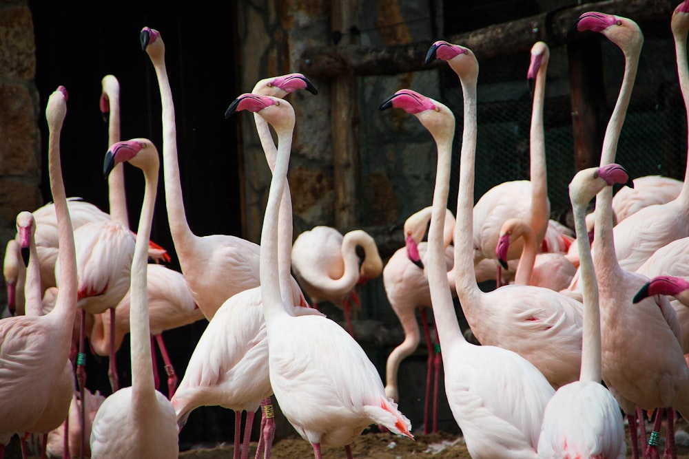 flocks of flamingo