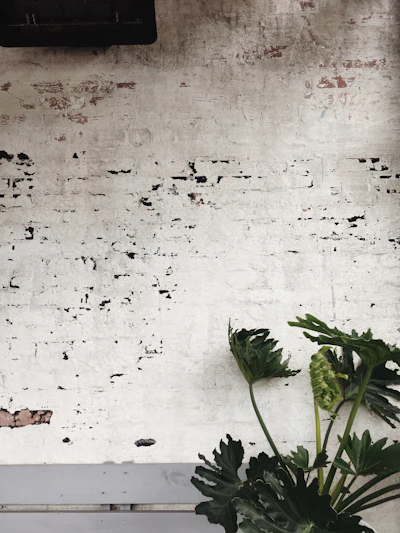 A plant against a painted brick wall