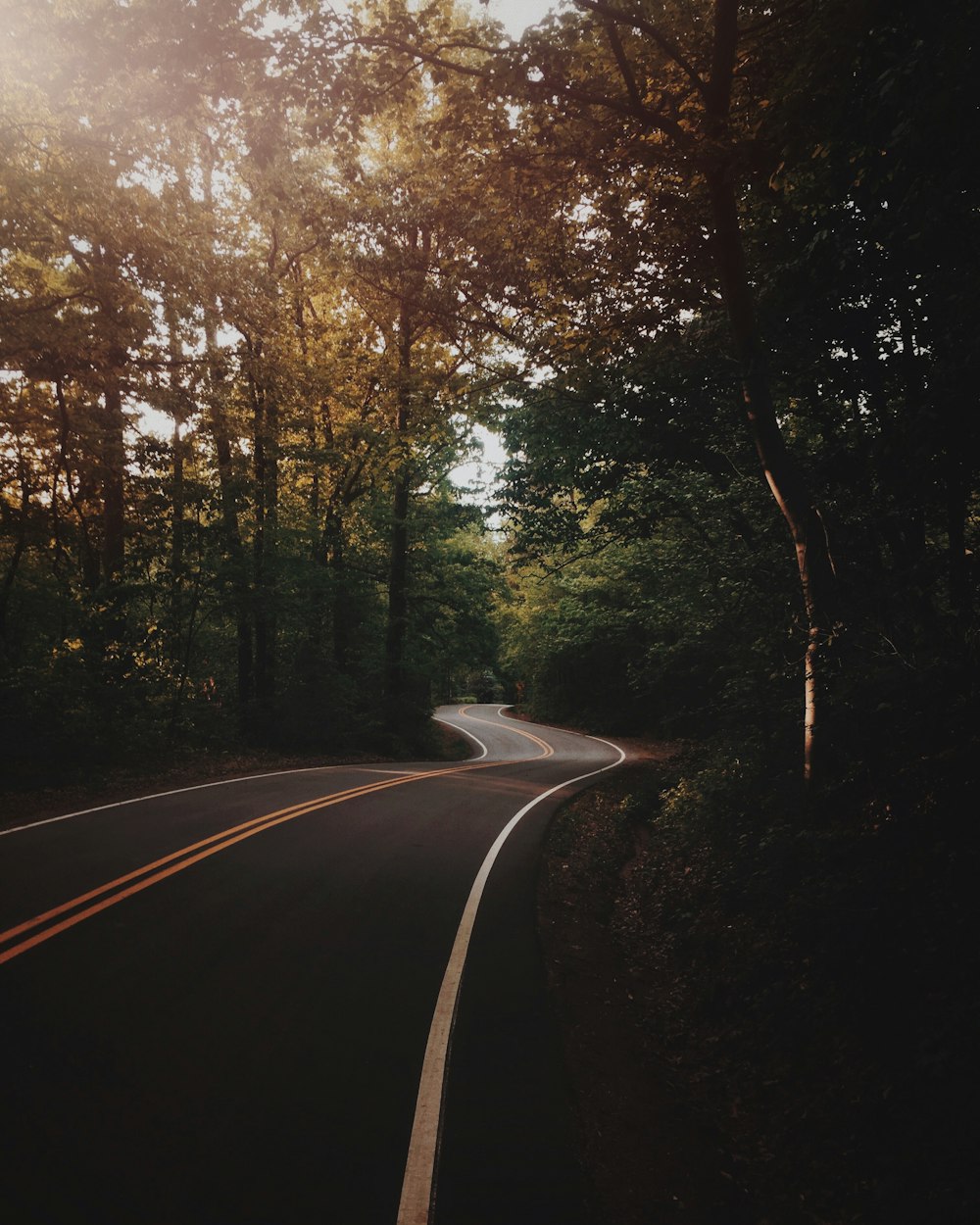 gray concrete road between green trees