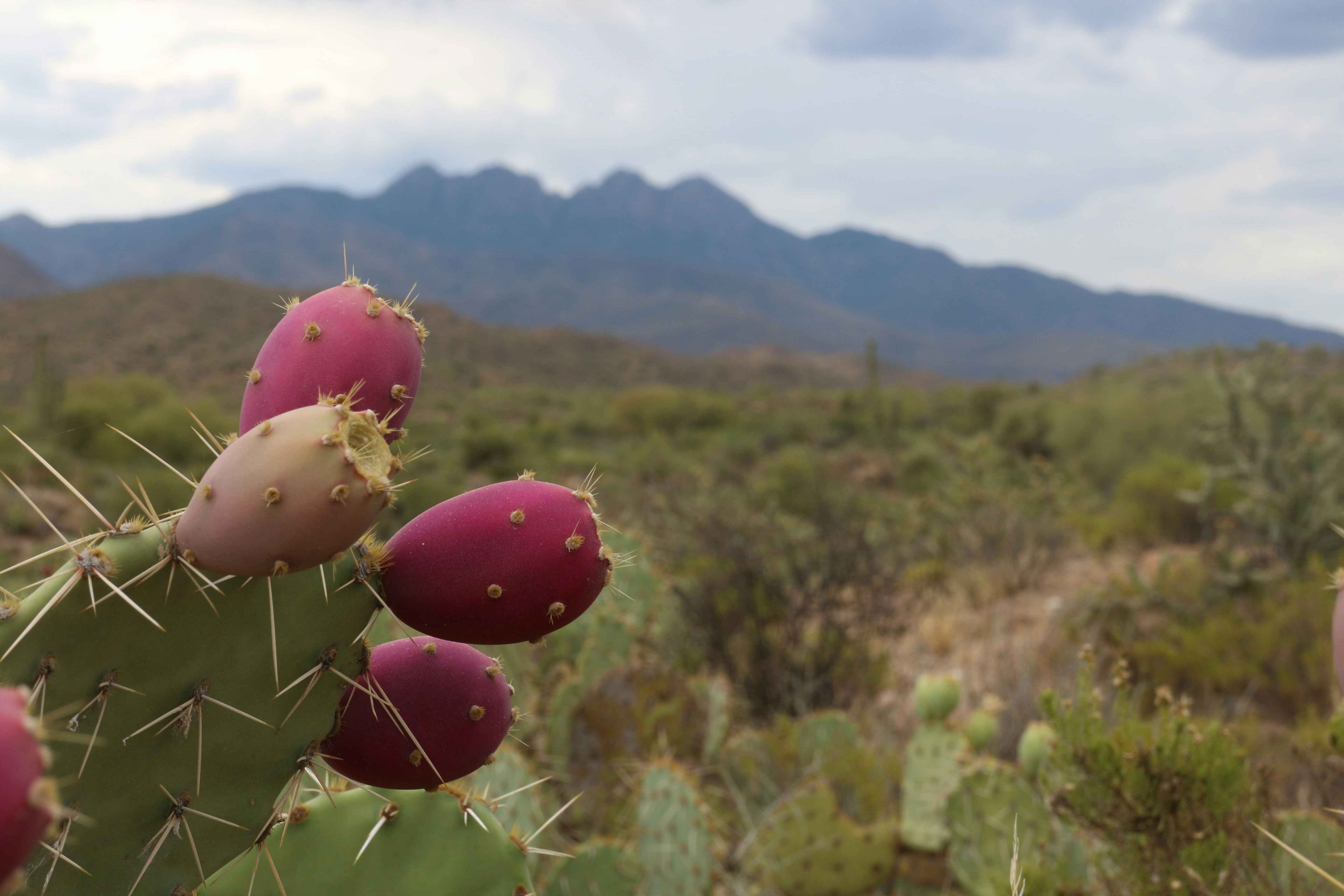 Free Unsplash photo from Daniel Tuttle