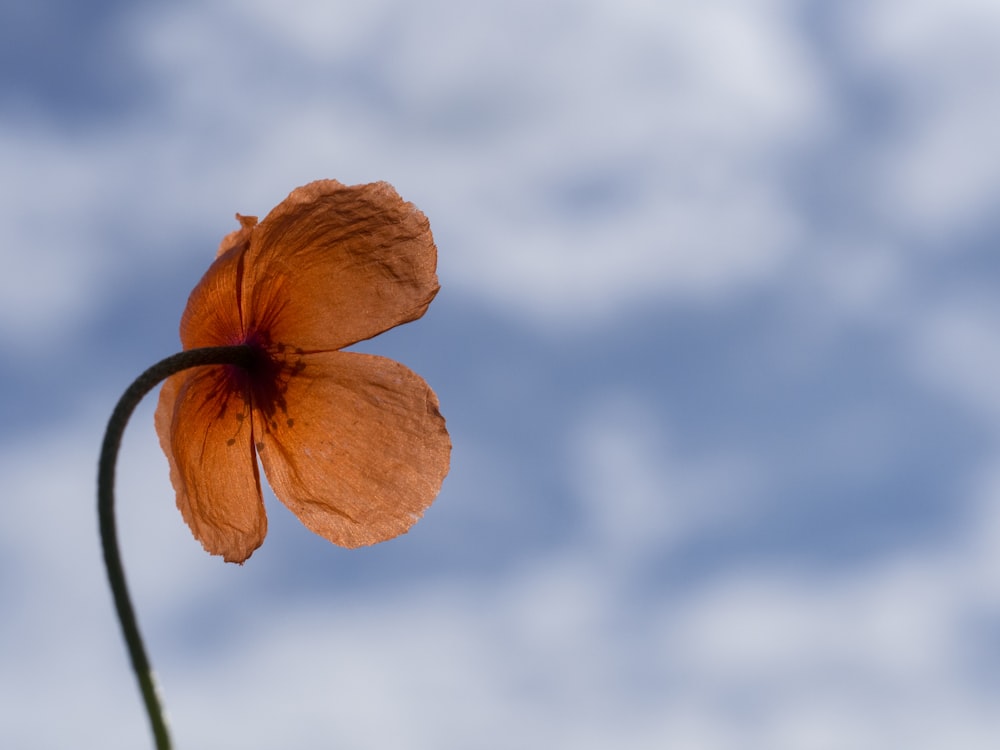 花の浅い焦点の写真