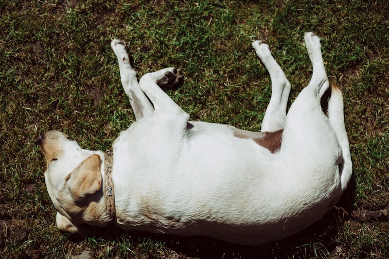Teaching Your Dog to Roll Over