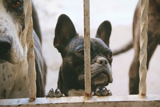 Two dogs are visible behind a metal fence. One appears to be a black French Bulldog peeking between the rails with its paws lifted up. Another dog, larger and with a white and gray coat, is partially visible to the left side. The metal bars have a twisted design.