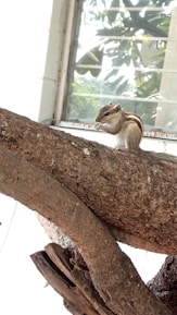 Close-up of a squirrel perched on a tree branch near a city building.