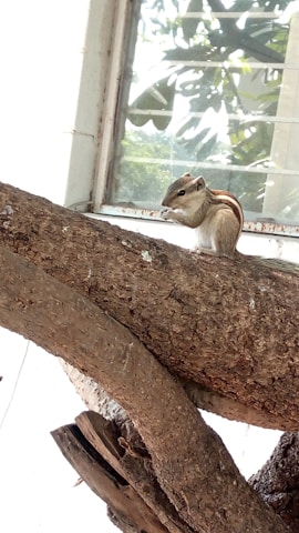 Close-up of a squirrel perched on a tree branch near a city building.