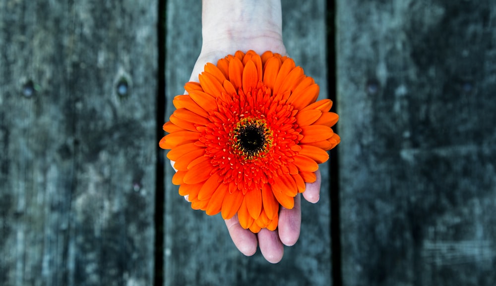 personne tenant la photographie de fleur d’oranger