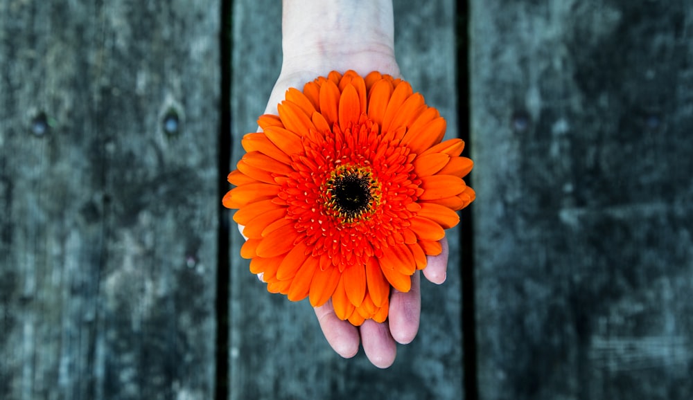 person holding orange flower photography