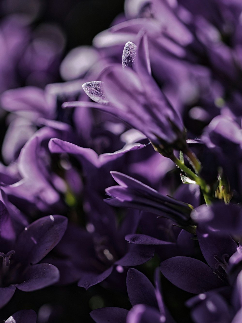 Mise au point de la photo de fleur à pétales violets