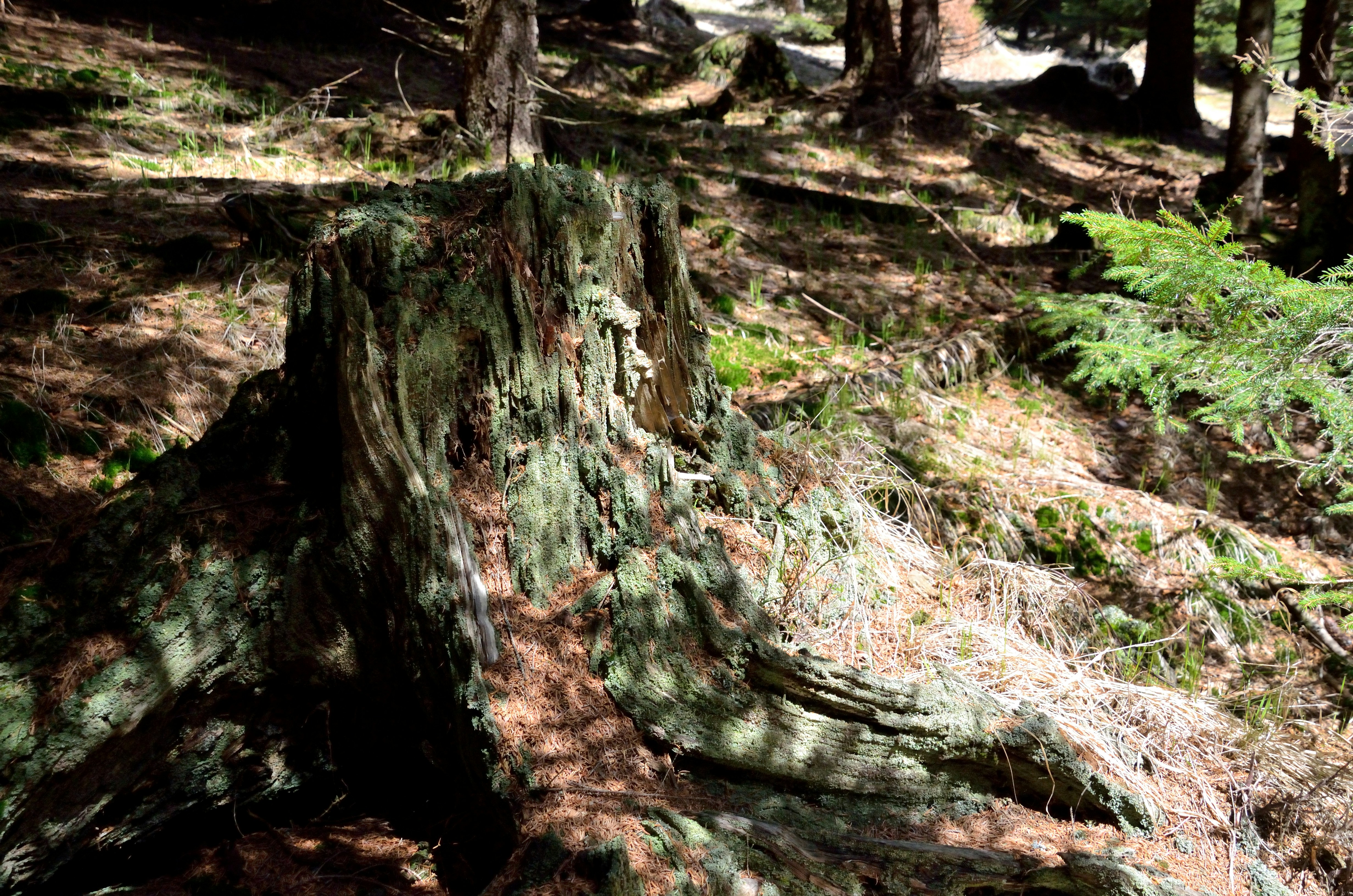 Free Unsplash photo from Todd Patterson