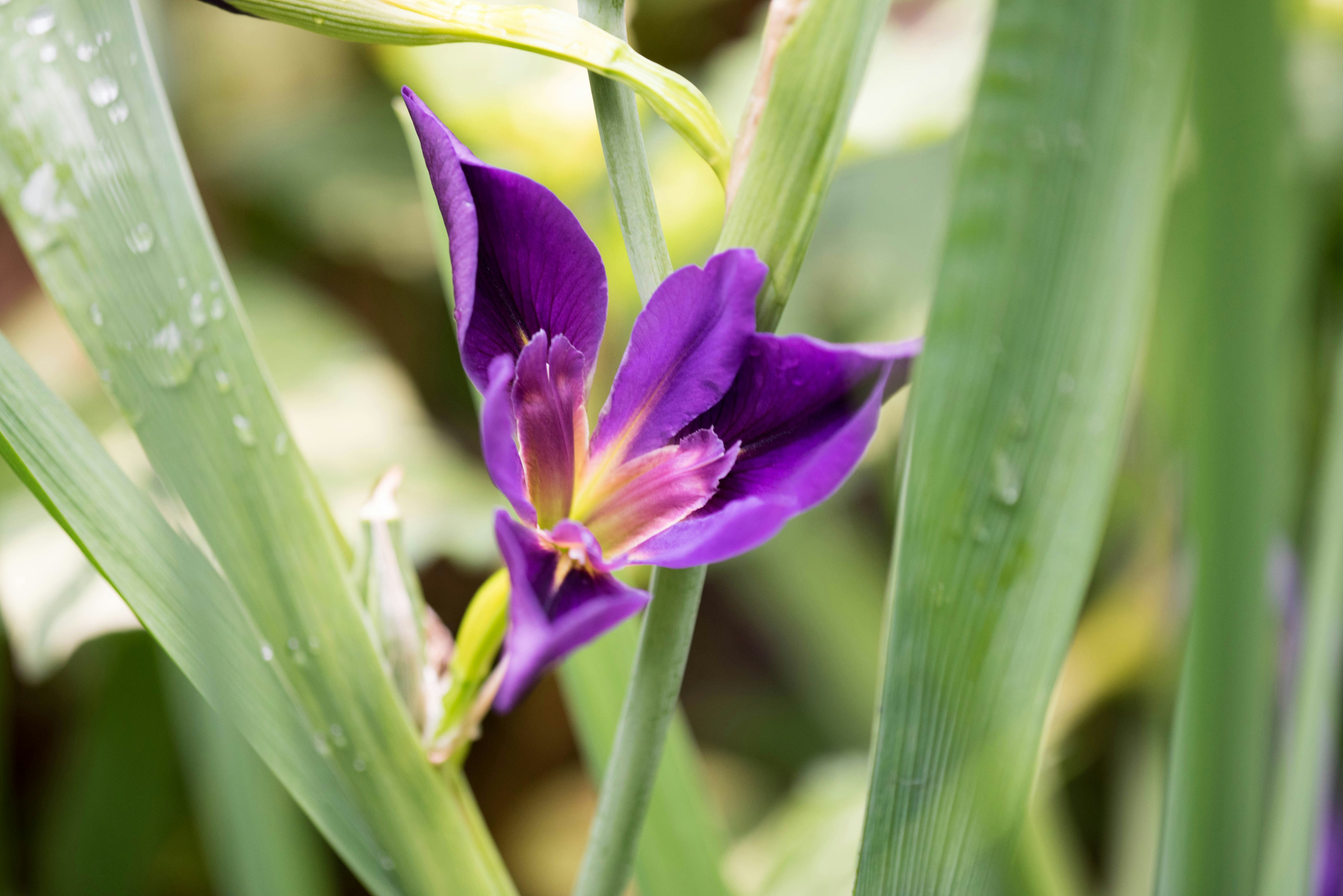 Free Unsplash photo from David Lantrip