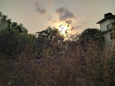 The image features a serene landscape with an overgrown field in the foreground and a partially visible building on the right side. The sun is setting, casting a golden glow through the clouds and creating silhouettes of the plants and trees. Tall grasses and sparse greenery dominate the scene, suggesting a natural, untamed environment.