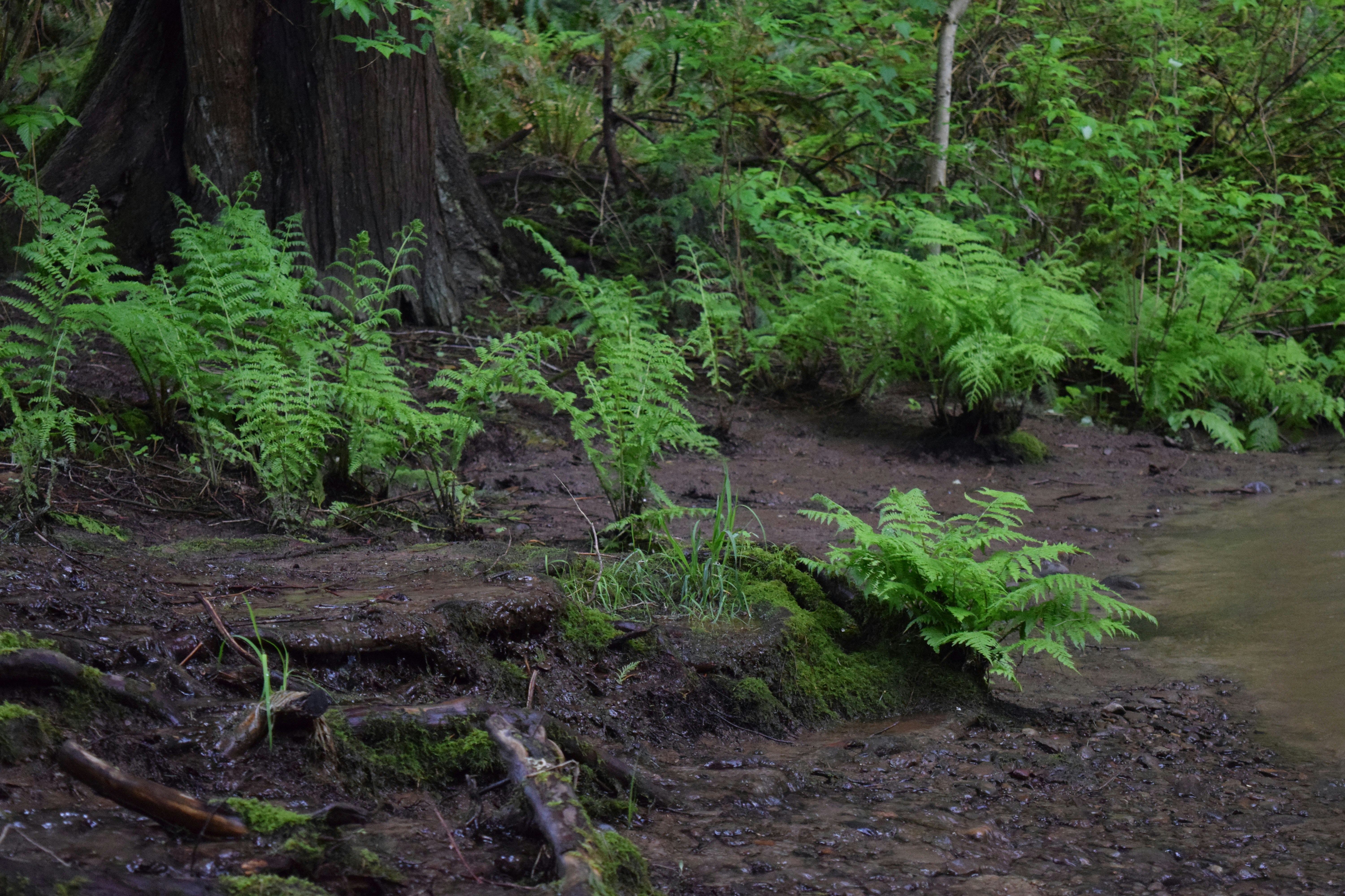 Free Unsplash photo from Oden S.