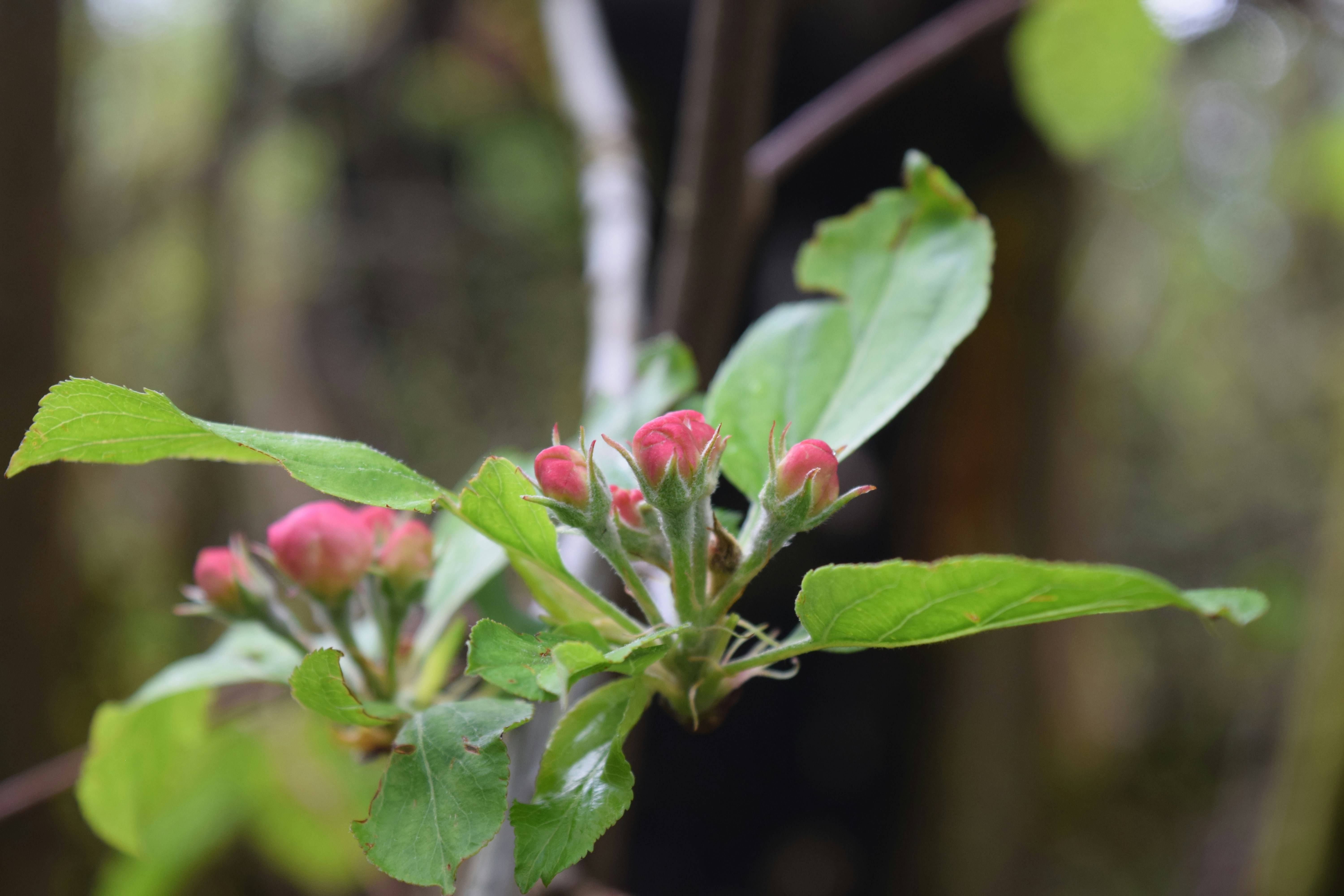 Free Unsplash photo from Oden S.