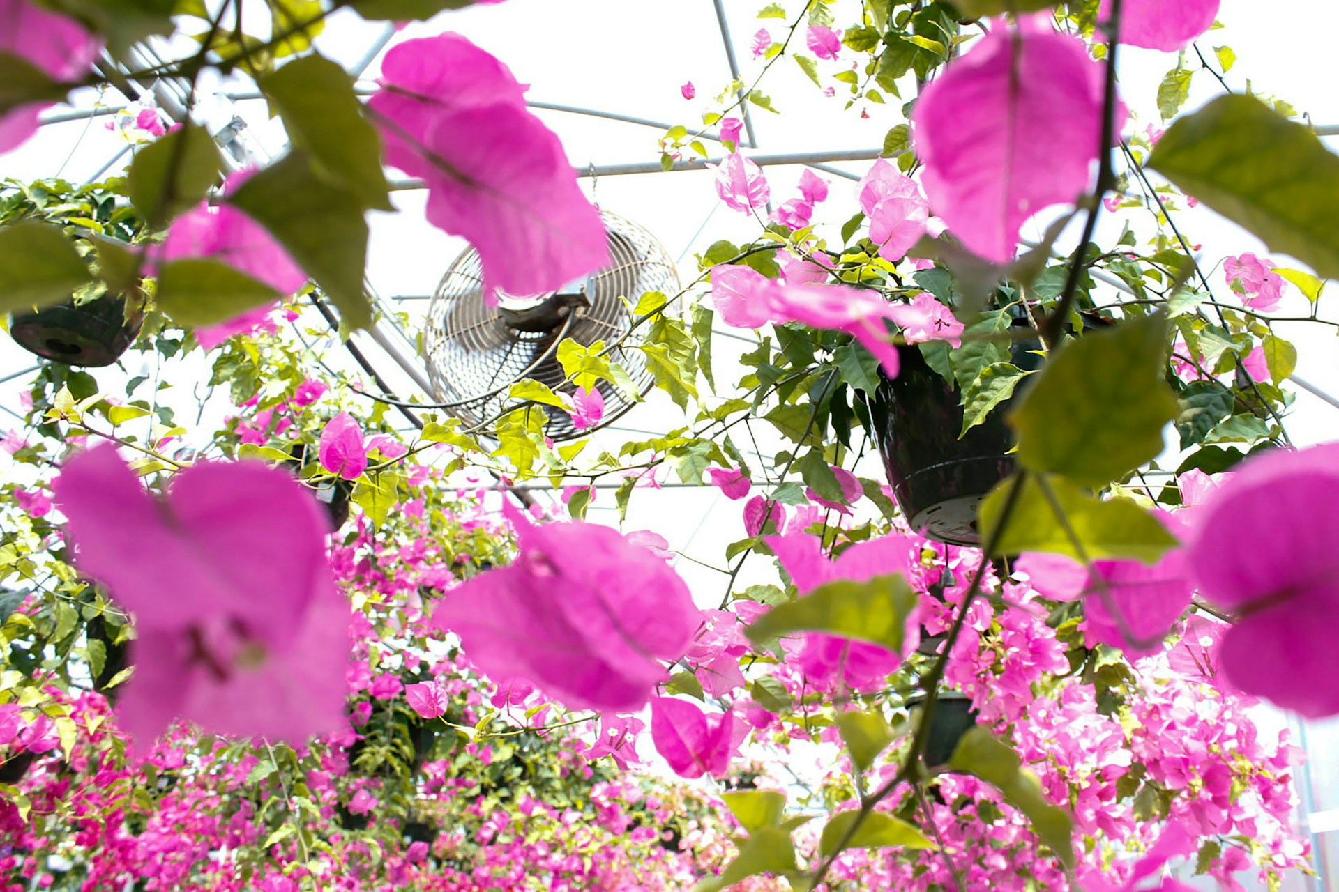 A warm, inviting dining space with modern decor in pink and green tones, where friends and family share laughter and delicious meals at Bougainvillea Fresh Cuisine.