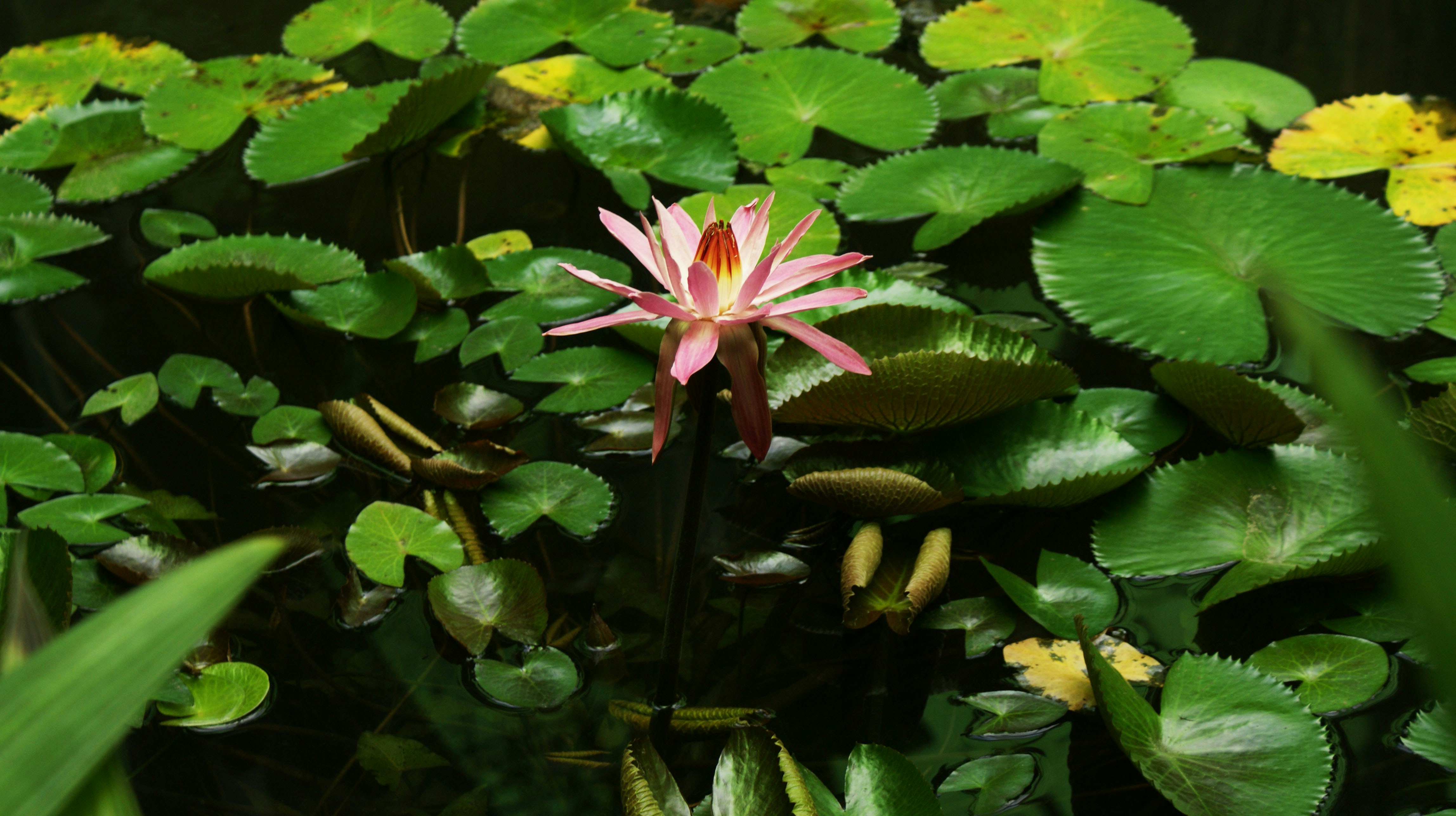 Free Unsplash photo from John Gualdron