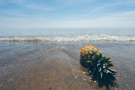 green pineapple on seashore during daytime in Port Stanley Canada