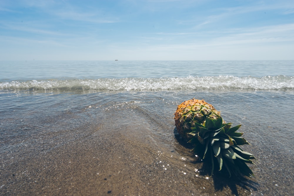green pineapple on seashore during daytime