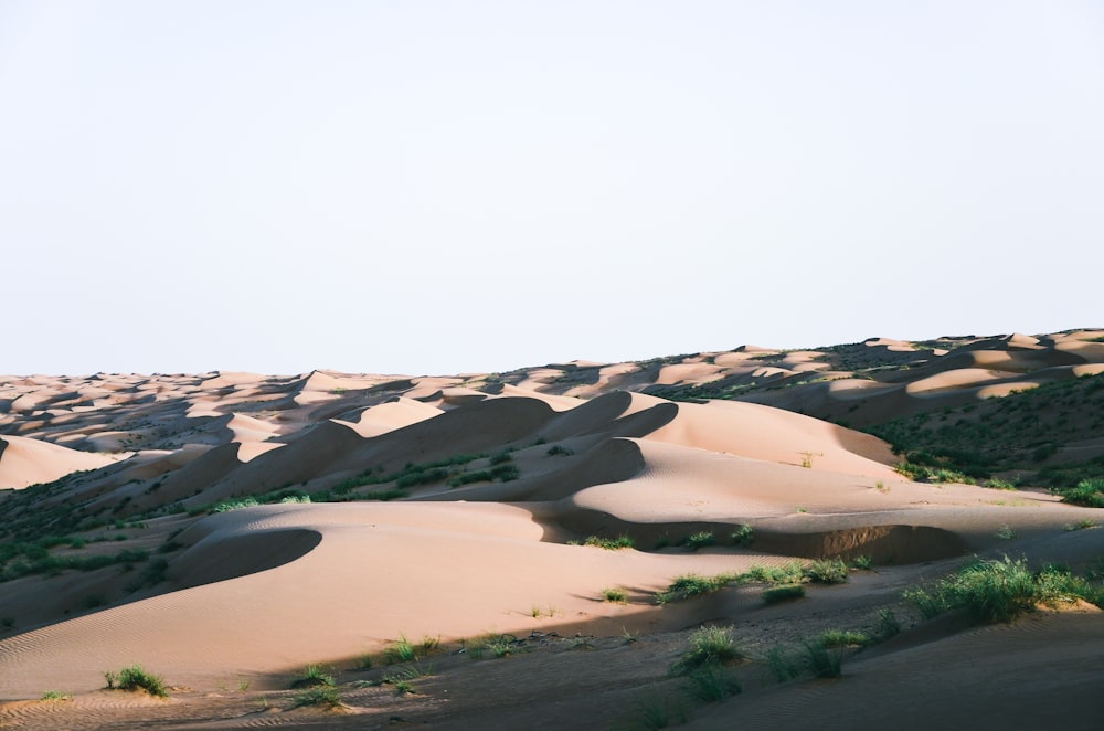 desert with trees and plants